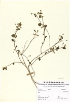 藏品(澎湖金午時花)的圖片